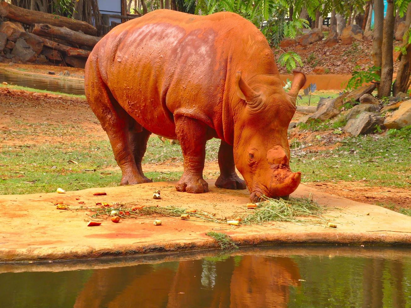 el rinoceronte está comiendo muchas frutas rinocerontes y polvo rojo. foto