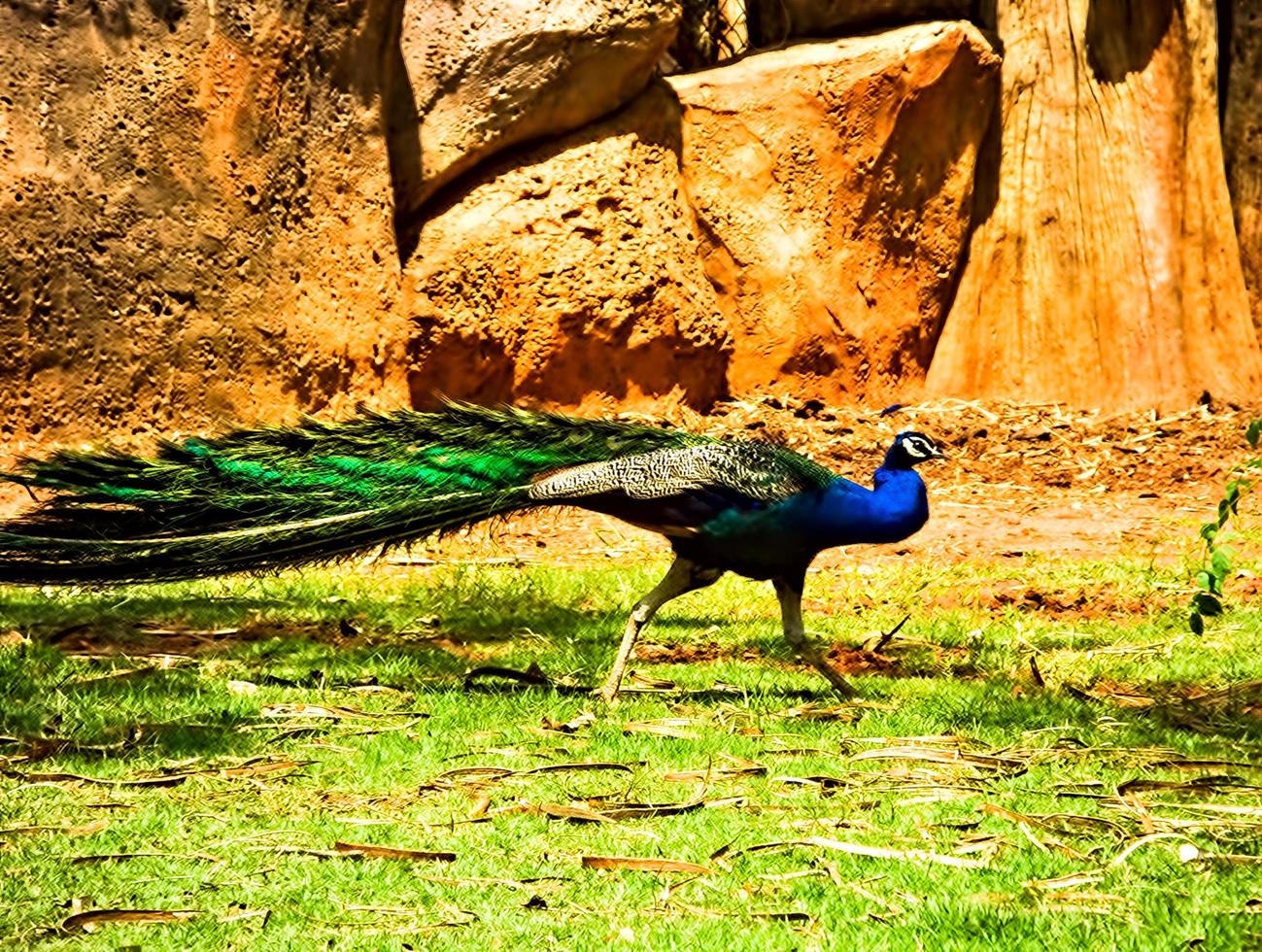 Peacock is walking in the garden photo