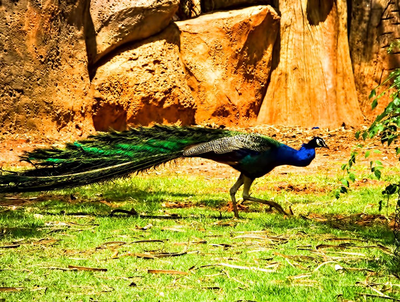 Peacock is walking in the garden photo