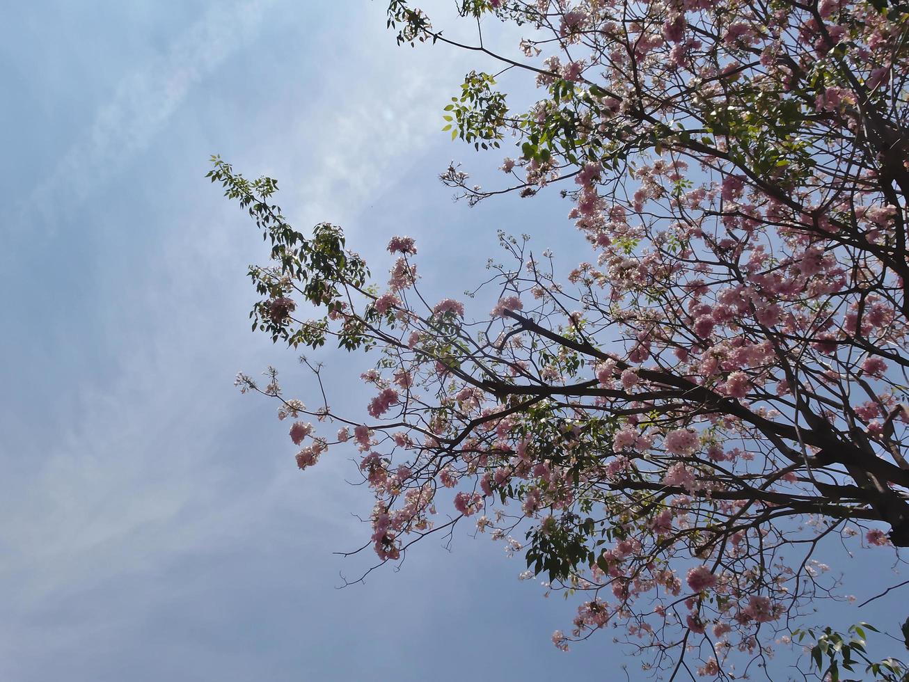 Pink flowers bloom on the trees in the summer of Thailand. photo