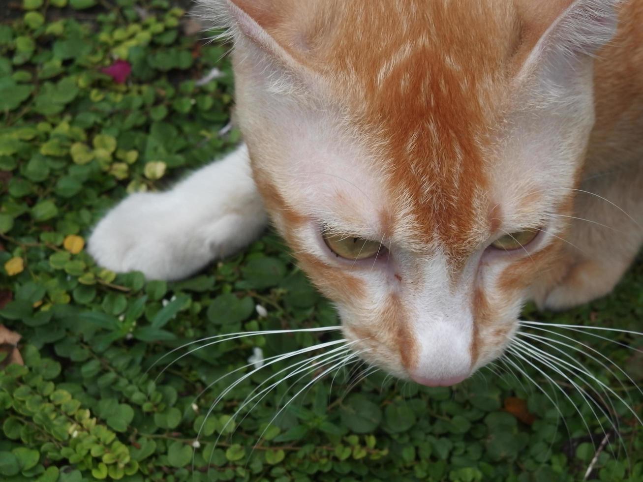 el gato tiene rayas blancas y rayas naranjas. foto