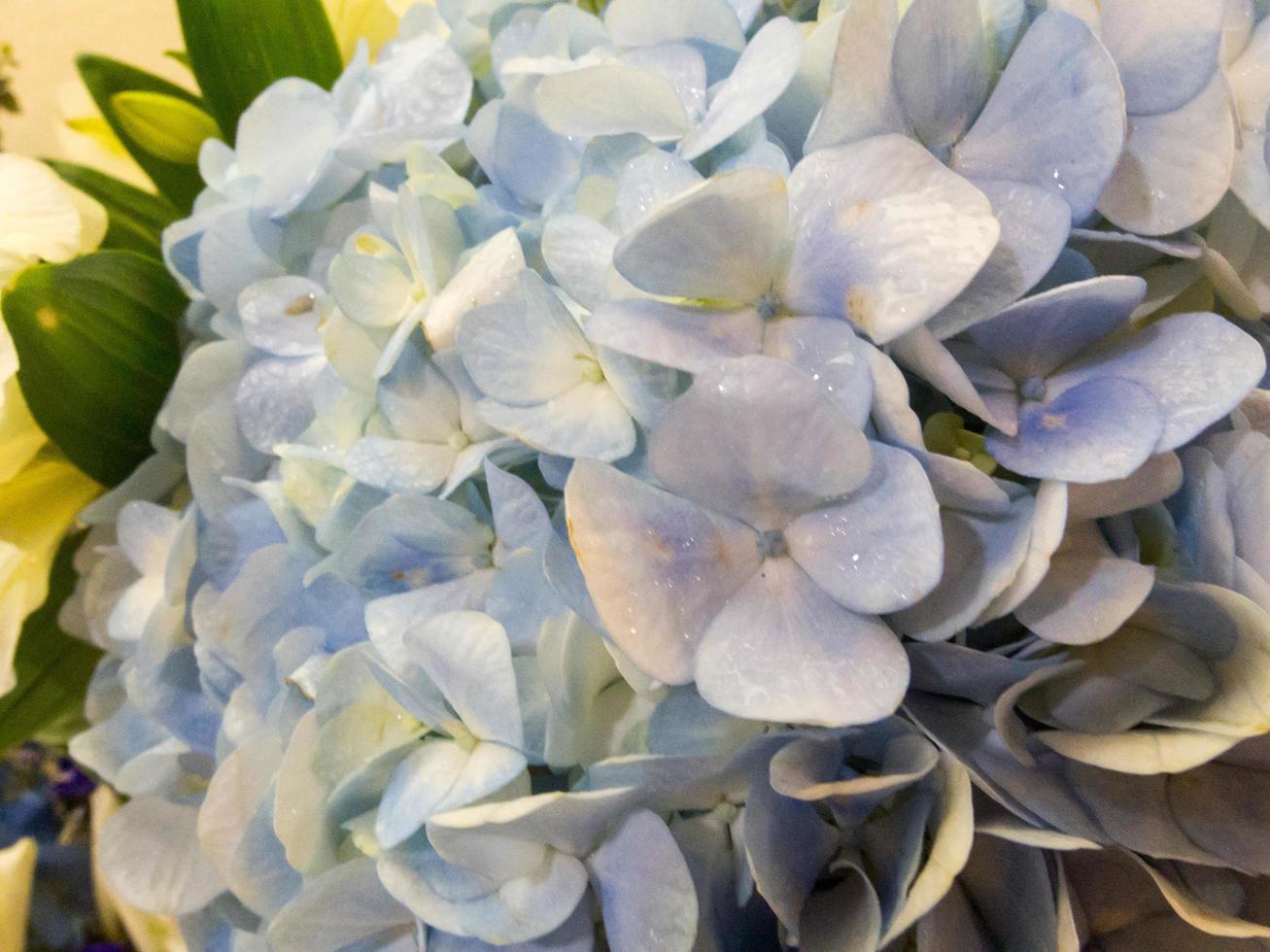 Purple Hydrangea flower photo