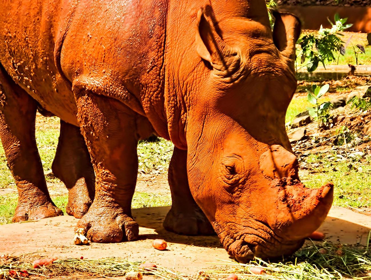 The rhinoceros is eating a lot of fruits rhinos and red dust. photo