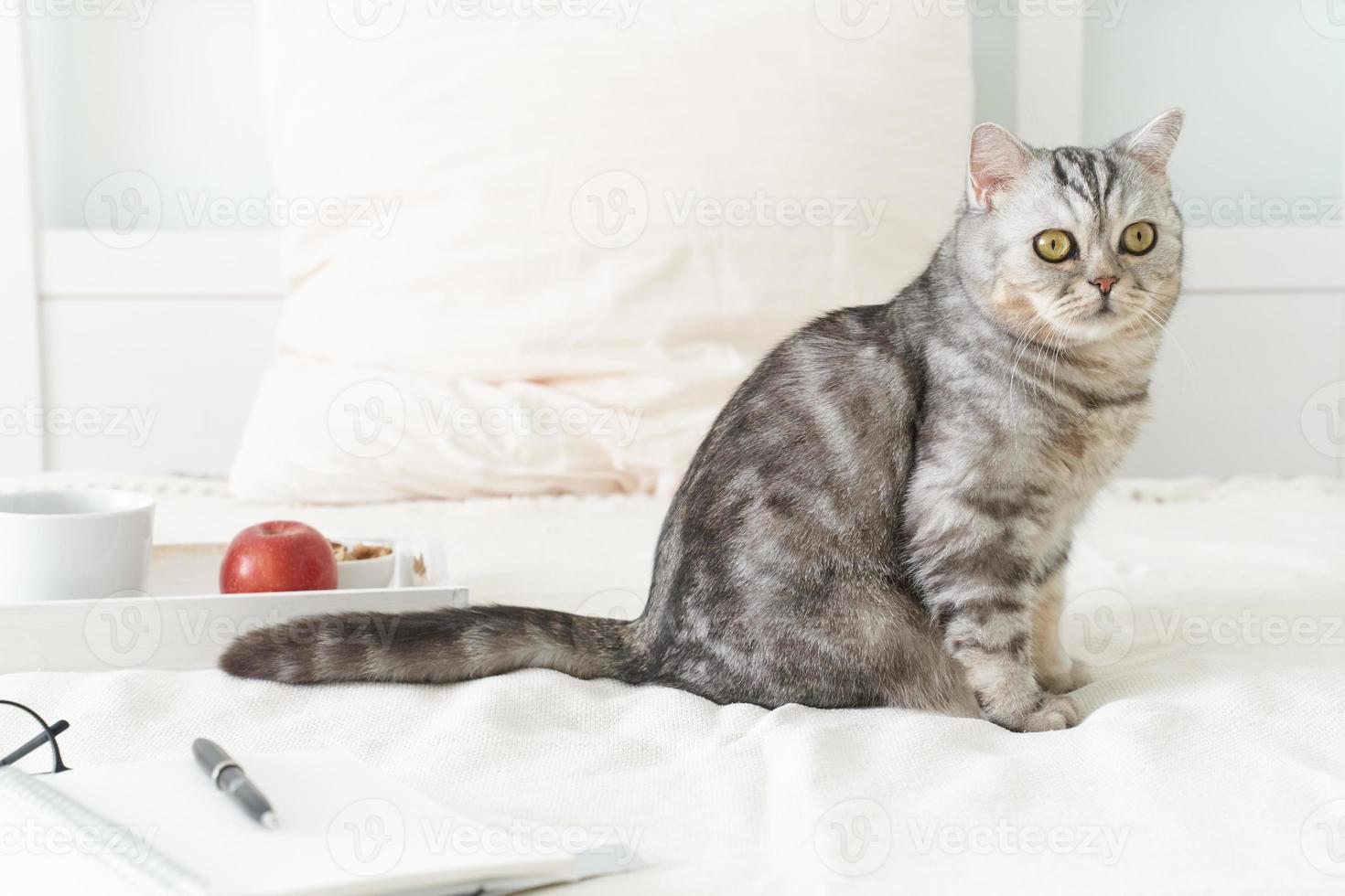 gato atigrado escocés acostado en la cama en casa. cuarentena, autoaislamiento, sociofobia. acogedor fin de semana foto