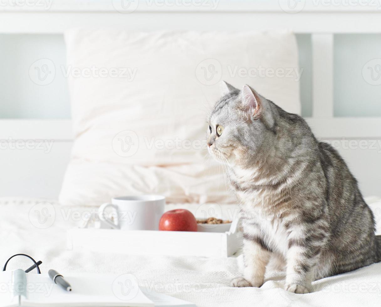 gato atigrado escocés acostado en la cama en casa. cuarentena, autoaislamiento, sociofobia. acogedor fin de semana foto