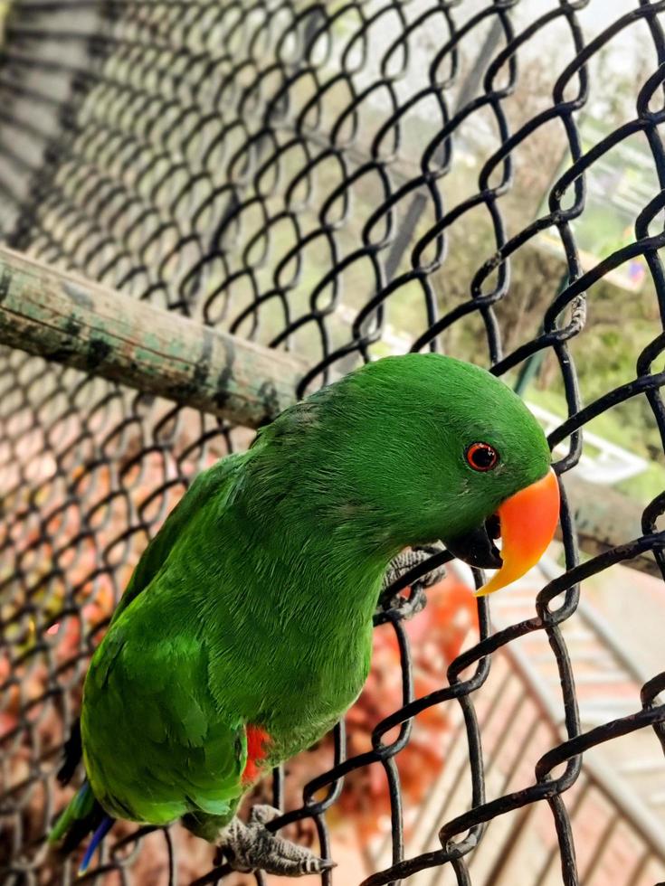 Close up of Parrot in cage photo