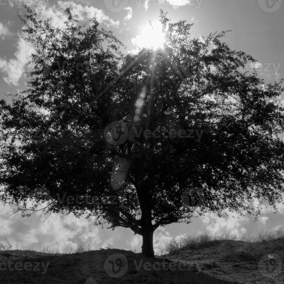 single tree against a blue sky with clouds and sunlight photo
