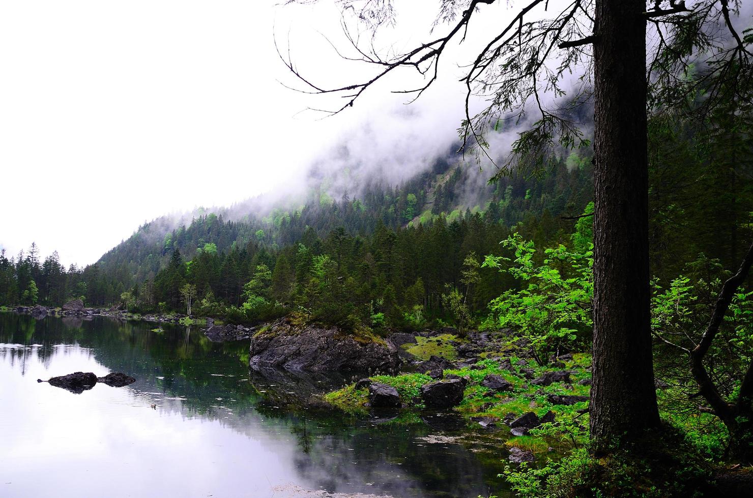 forest and pond in the mountains photo