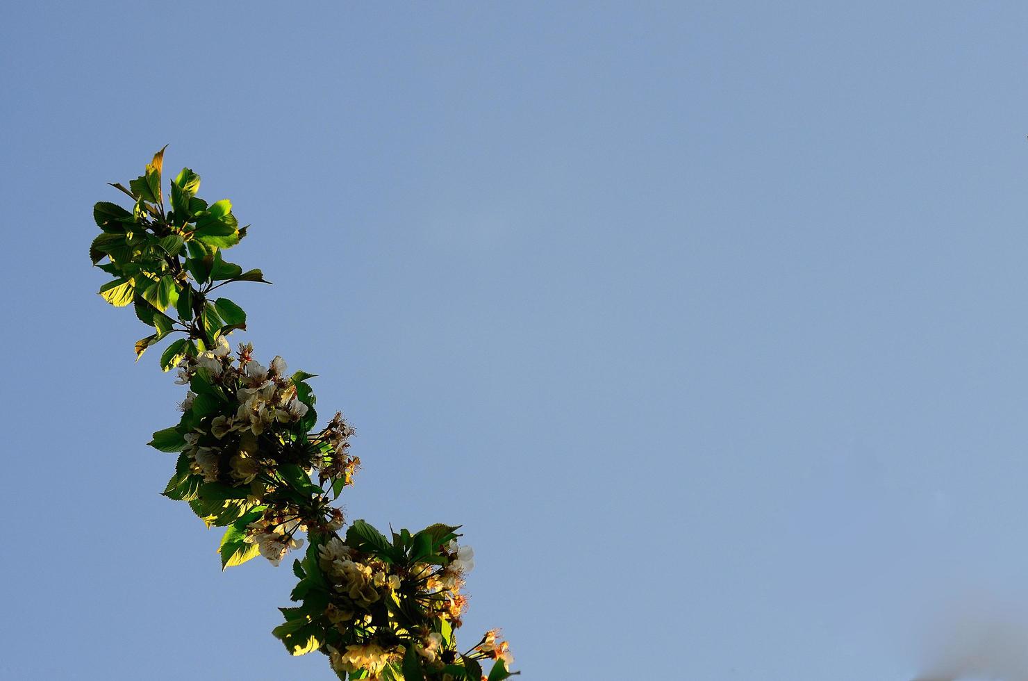 fresh cherry blossoms and blue sky photo