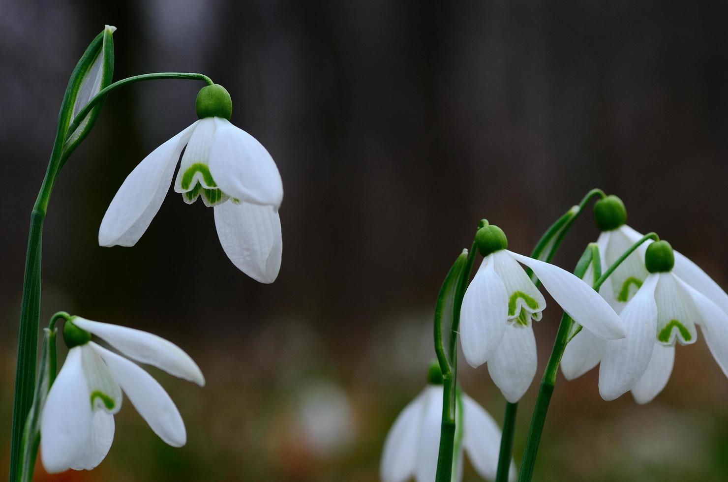 fresh snowdrops in spring large view photo