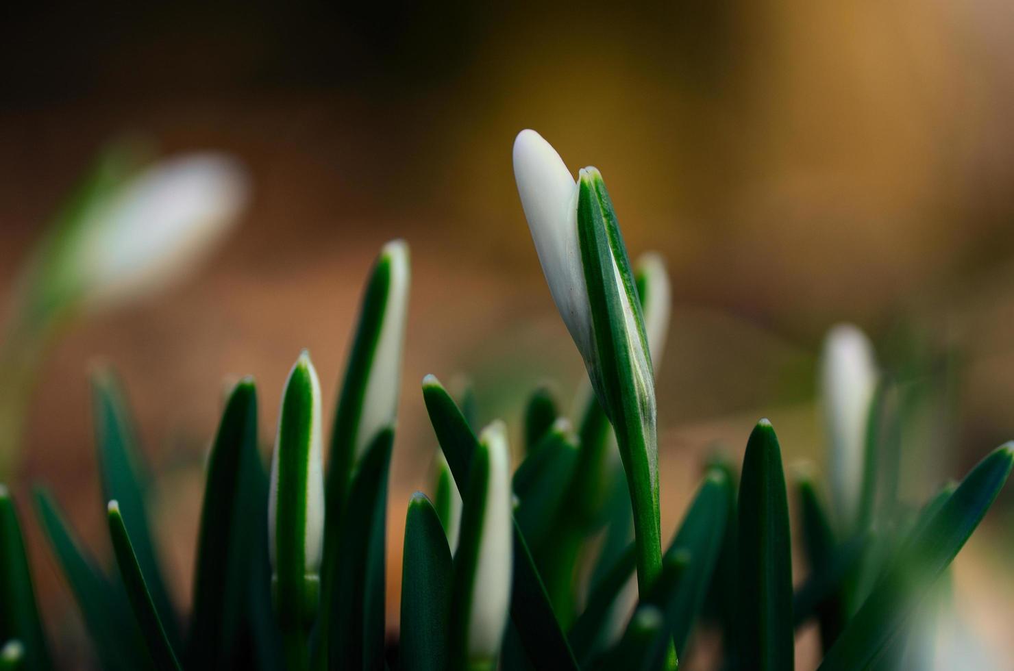 fresh snowdrops in the sun photo