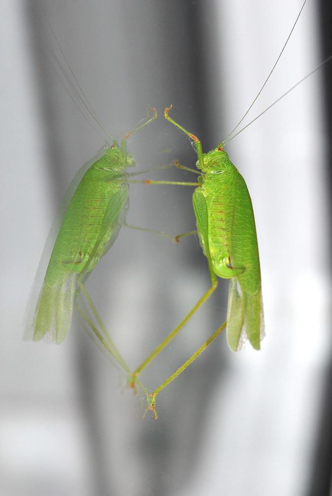 green grasshopper on a window photo