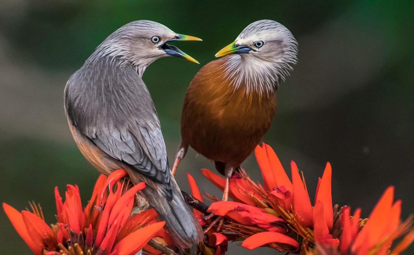 pájaro zorzal de roca de vientre castaño posado en el registro foto gratis