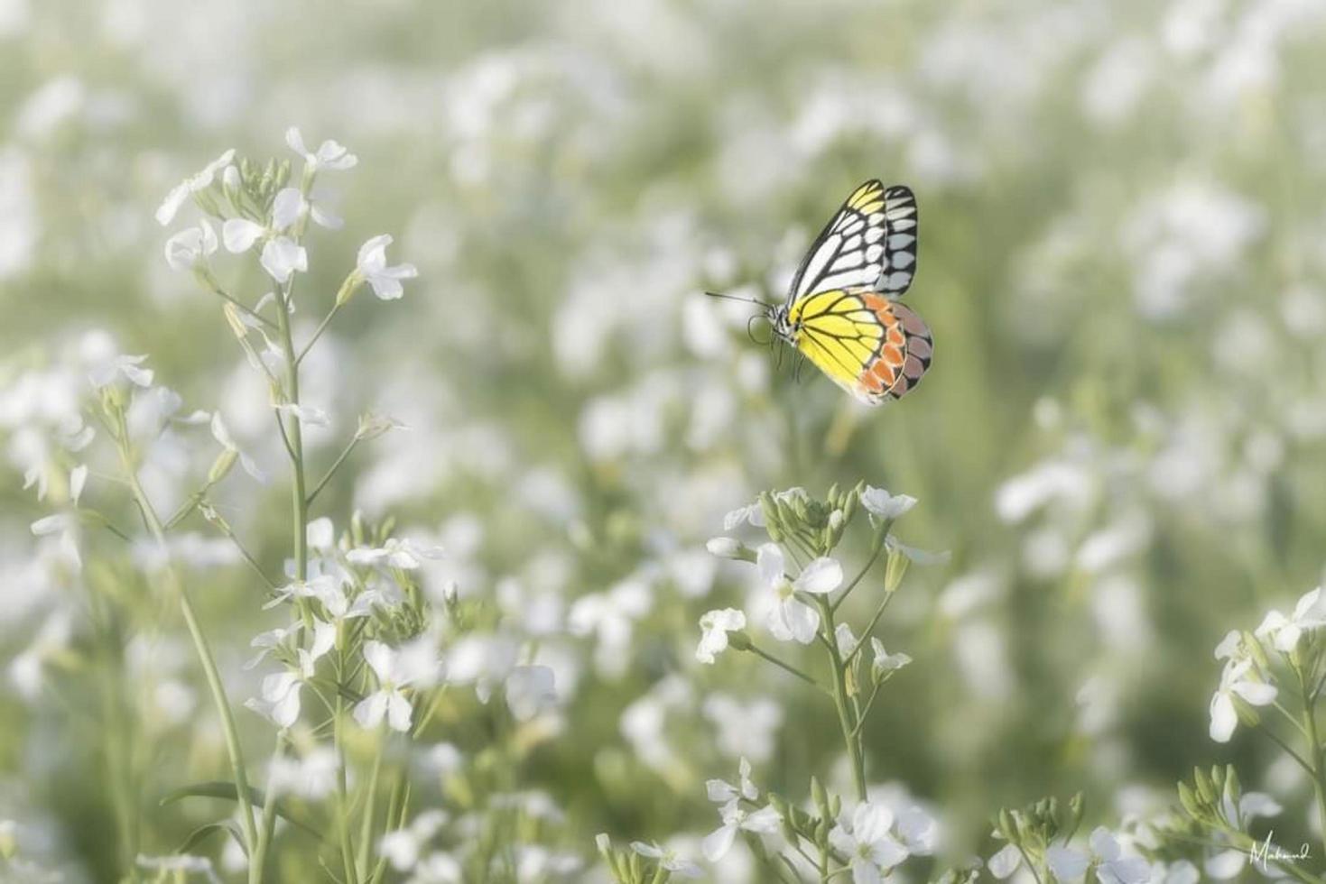 Butterfly sitting on the flower. Selective focus. High quality photo. Spring nature. photo