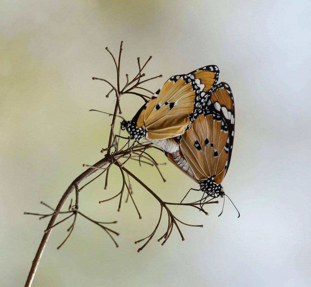 Butterfly sitting on the flower. Selective focus. High quality photo. Spring nature. photo