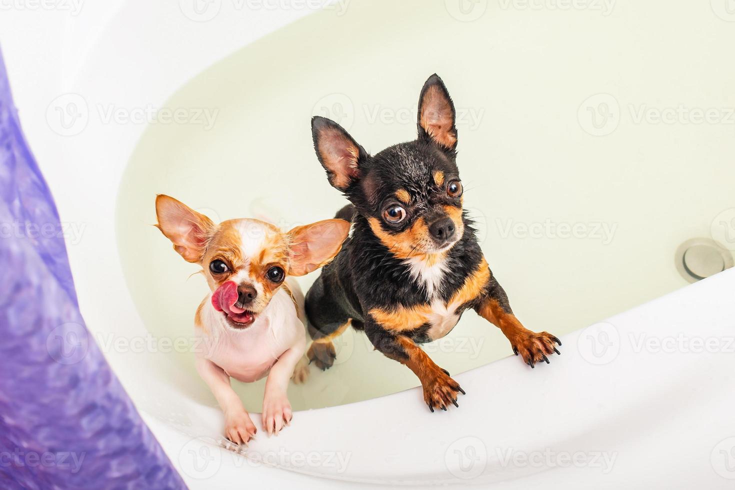 Bathing dogs, pets. Two black and white Chihuahua dogs stand wet in the bathroom. photo