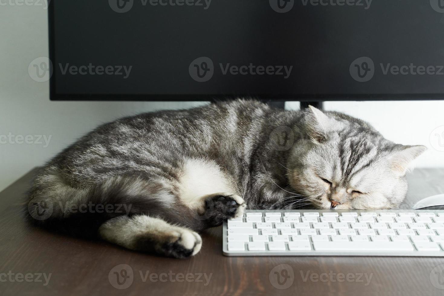 Keep calm and stay home concept. Fluffy cat sleeps on desktop next to computer. photo