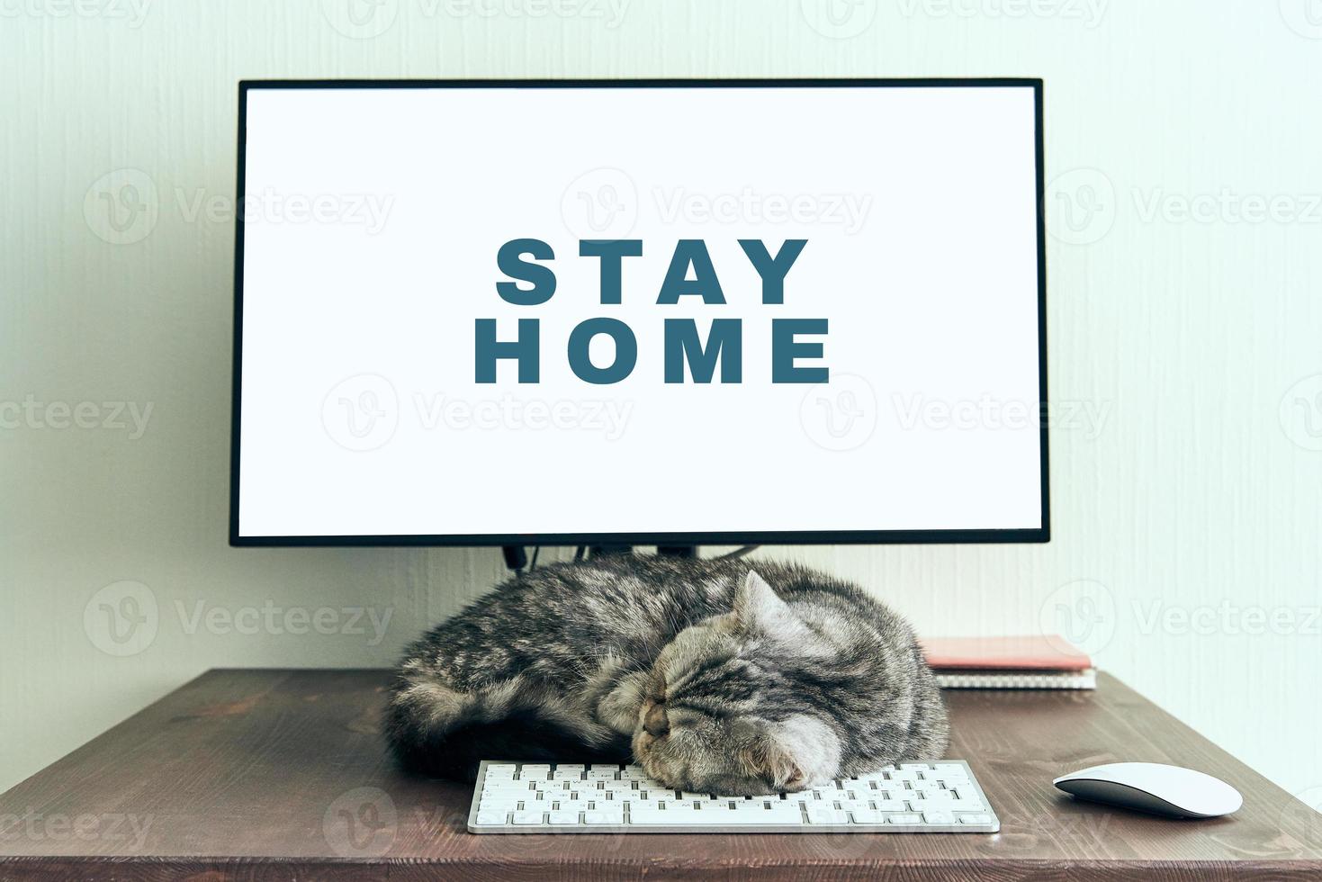 Keep calm and stay home concept. Fluffy cat sleeps on desktop next to computer. photo