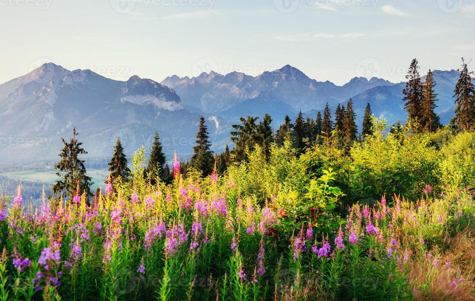 flores silvestres al atardecer en las montañas. Polonia. zakopane foto