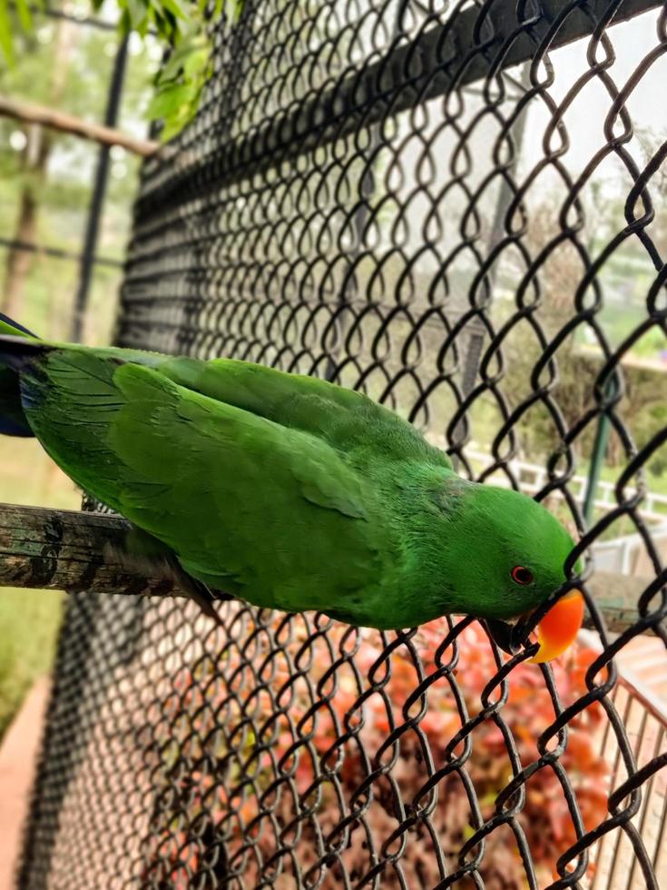 Parrot peeking from Cage photo