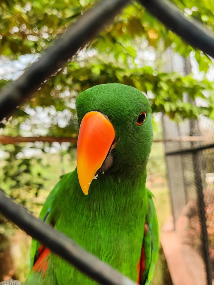 Close up photography of Parrot photo