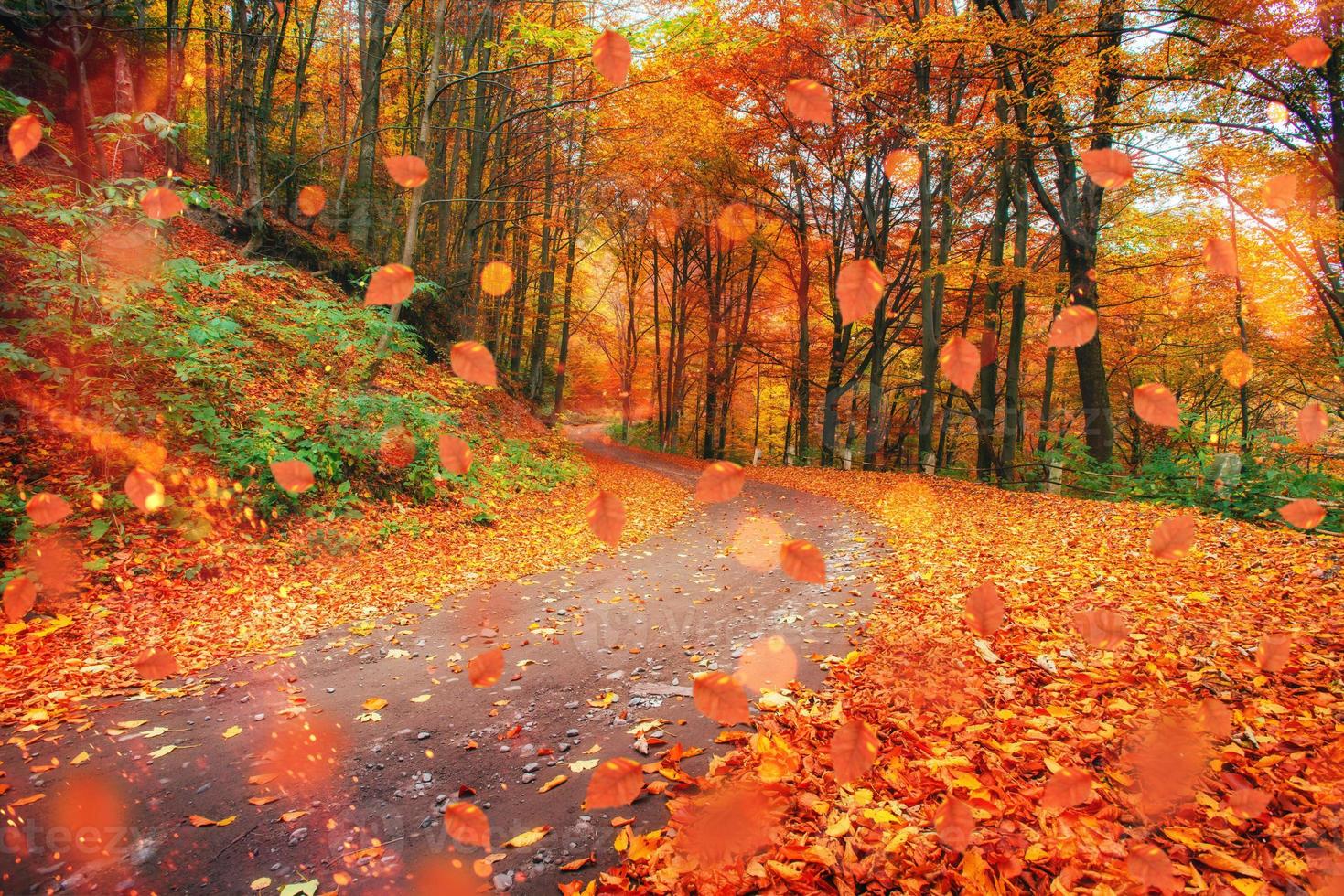 Sunlight breaks through the autumn leaves of trees photo