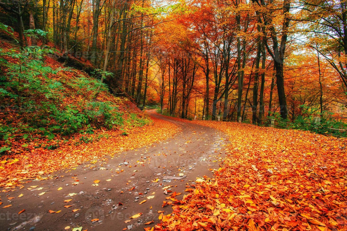 autumn alley. Beauty world. Carpathians Ukraine Europe photo