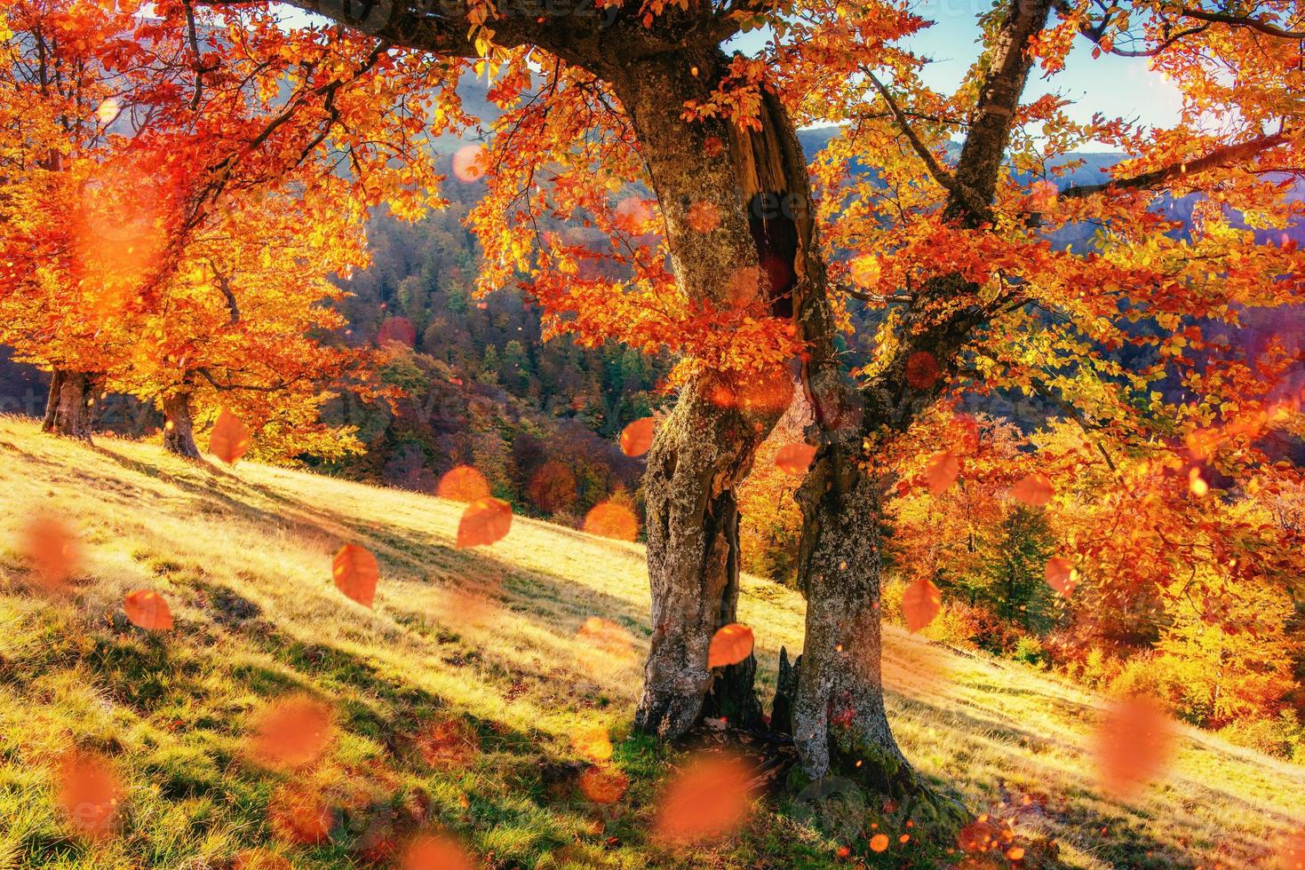 camino forestal en otoño. paisaje. ucrania europa foto