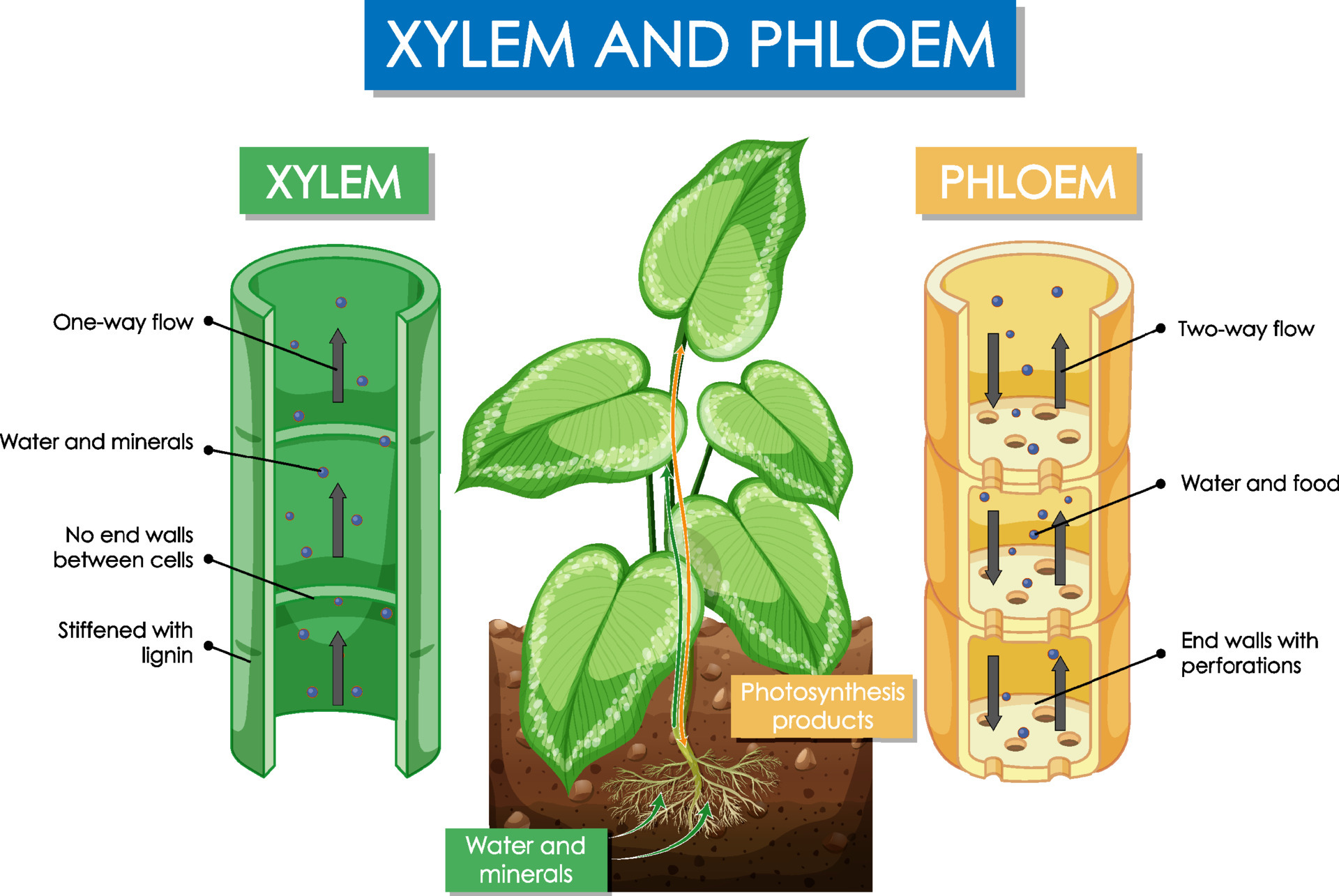 Diagram showing xylem and phloem plant 6466164 Vector Art at Vecteezy