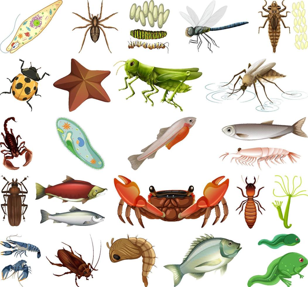 diferentes tipos de insectos y animales sobre fondo blanco vector