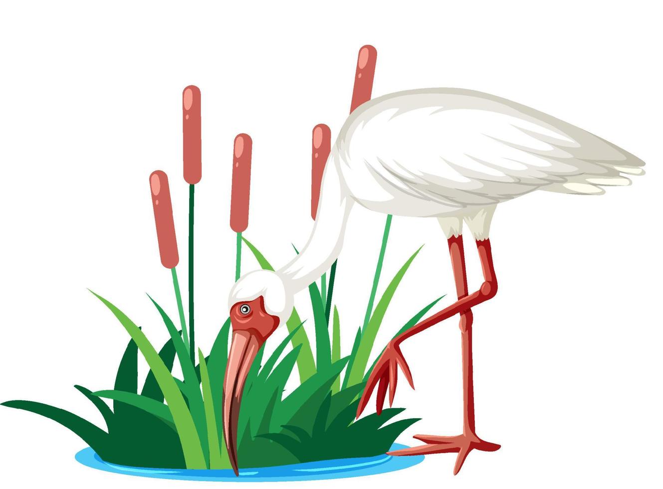 White crane drinking water from pond vector
