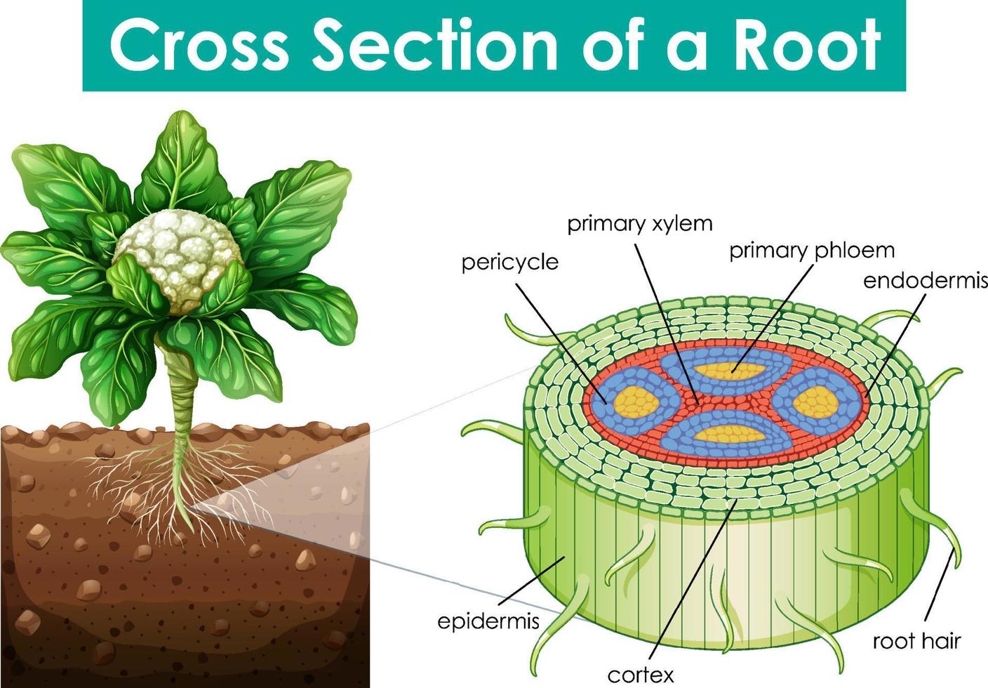 Diagram showing cross section of a root vector