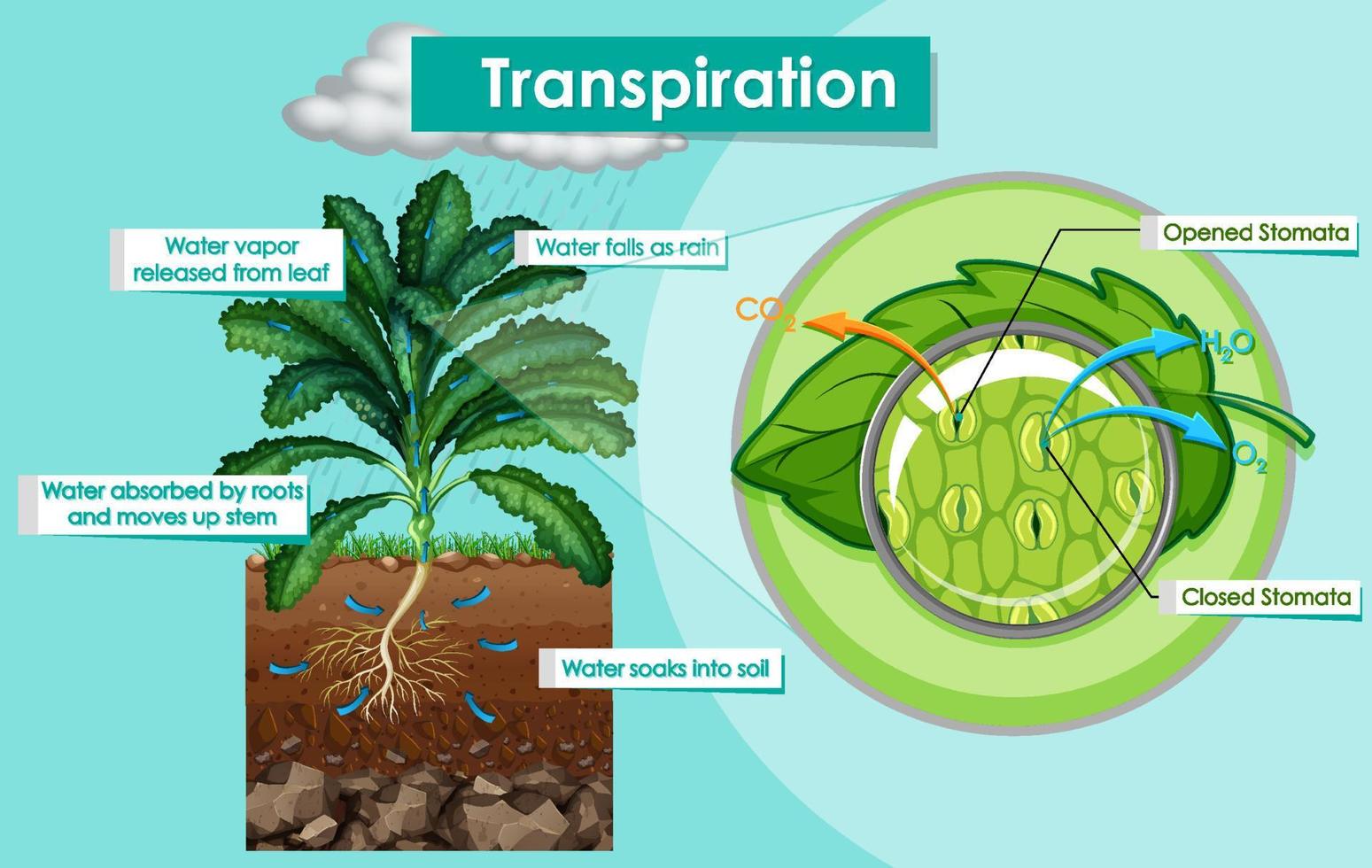 diagrama que muestra la planta de transpiración vector