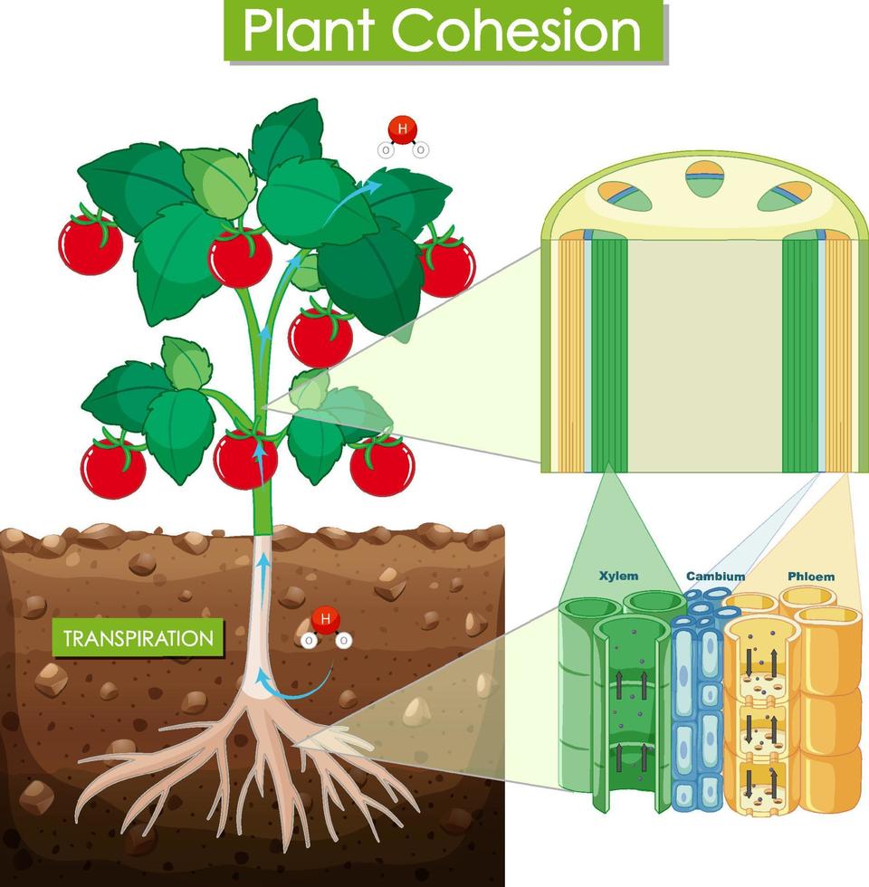 Diagram showing plant cohesion vector