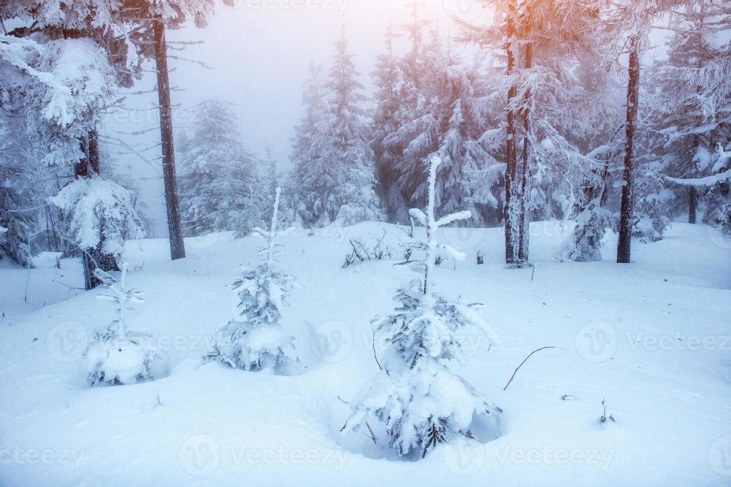 Fantastic winter landscape in the mountains of Ukraine. photo