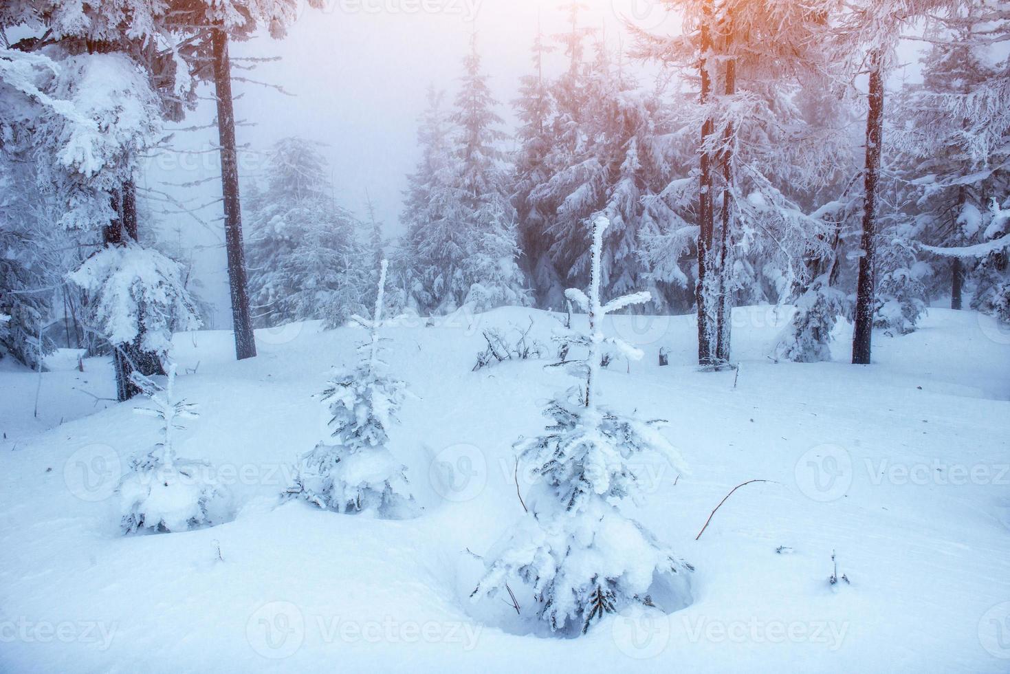 fantástico paisaje invernal en las montañas de ucrania. foto