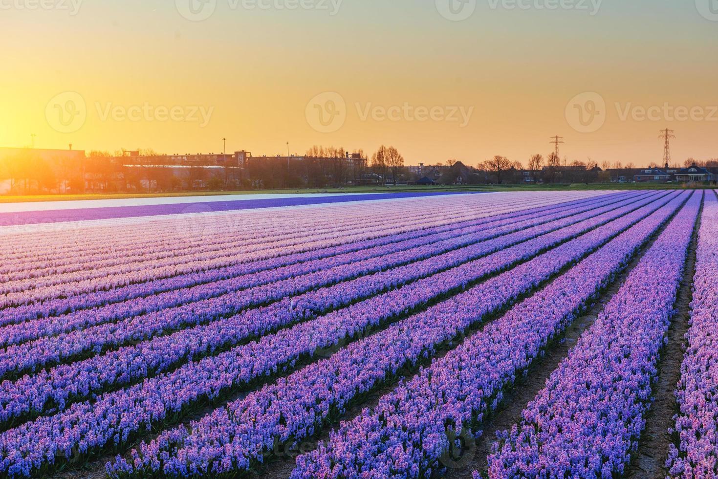 Fields hyacinths blooming flowers on the fantastic sunset. Beaut photo