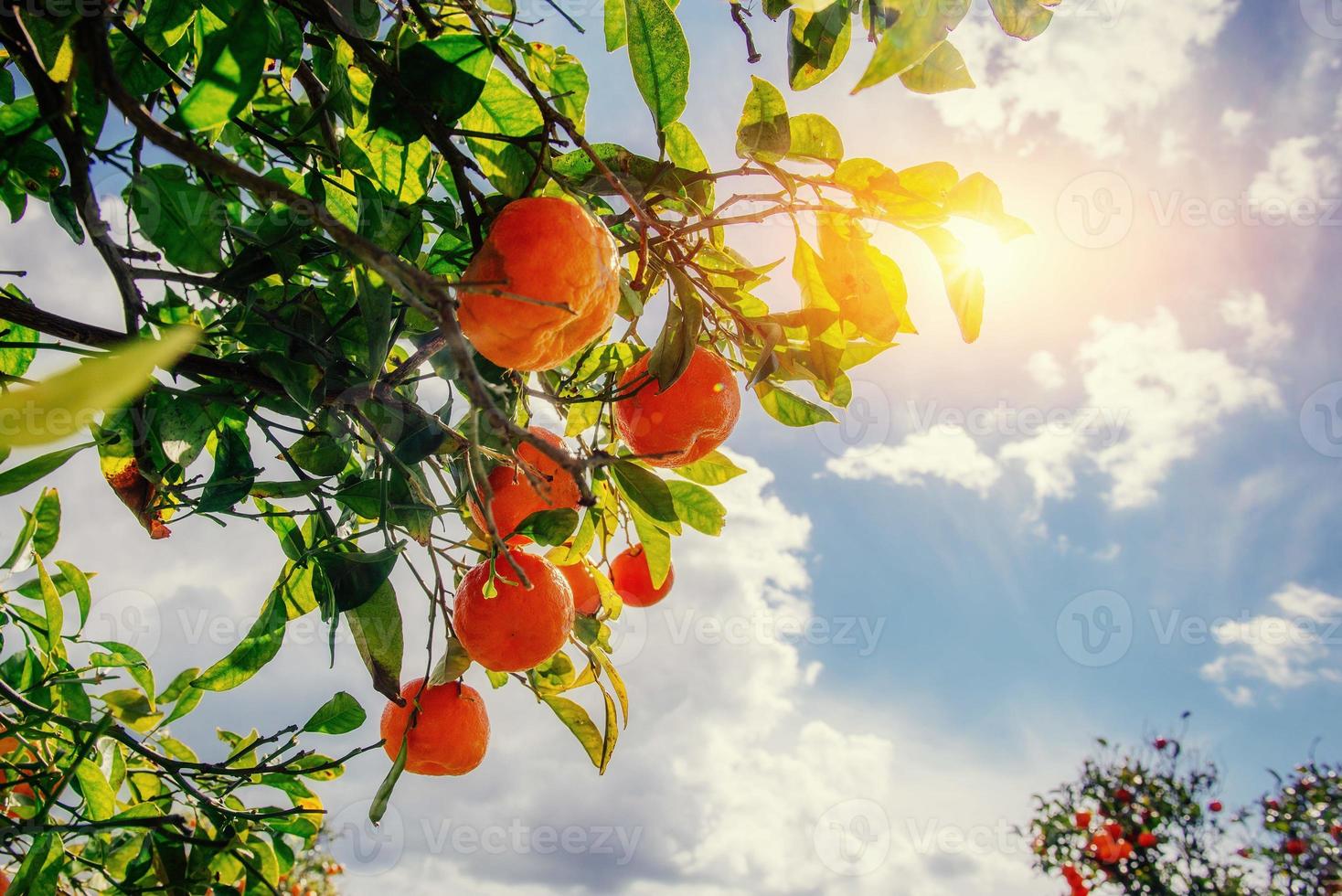 Fantastic views of the beautiful tree species in Italy. Sicily photo