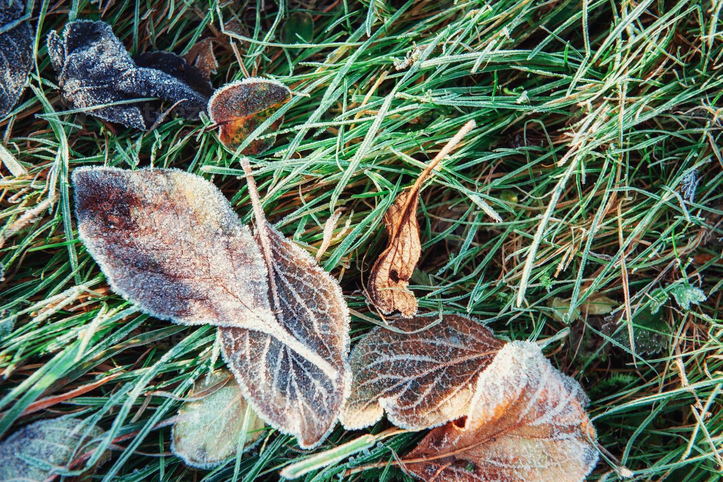 Frozen autumn leaves on the green grass, photo
