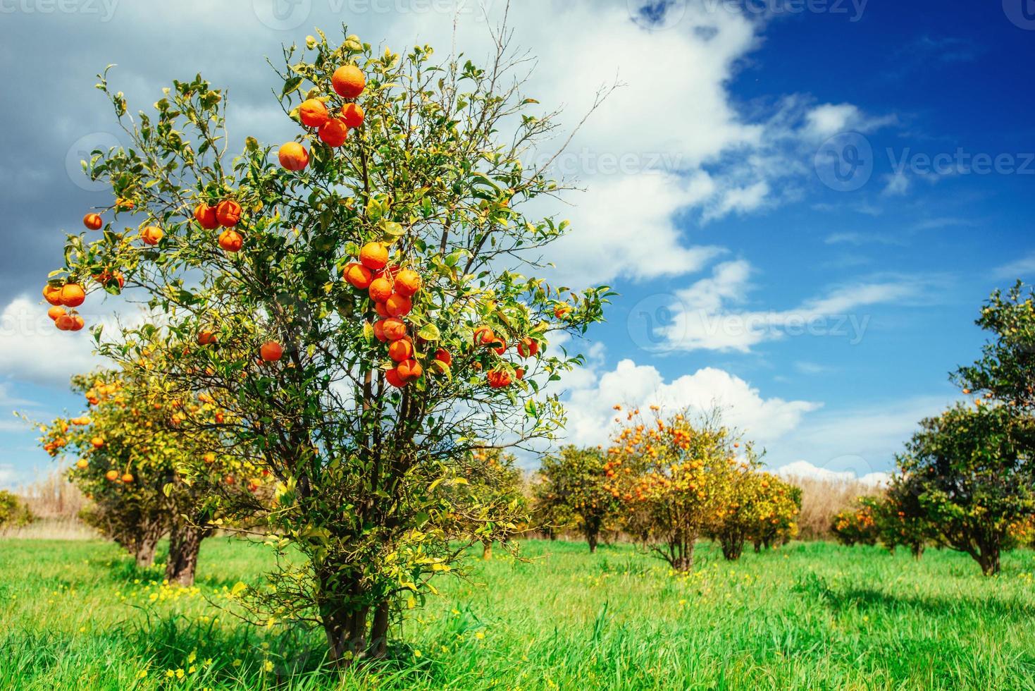 Fantastic views of the beautiful orange trees in Italy. photo