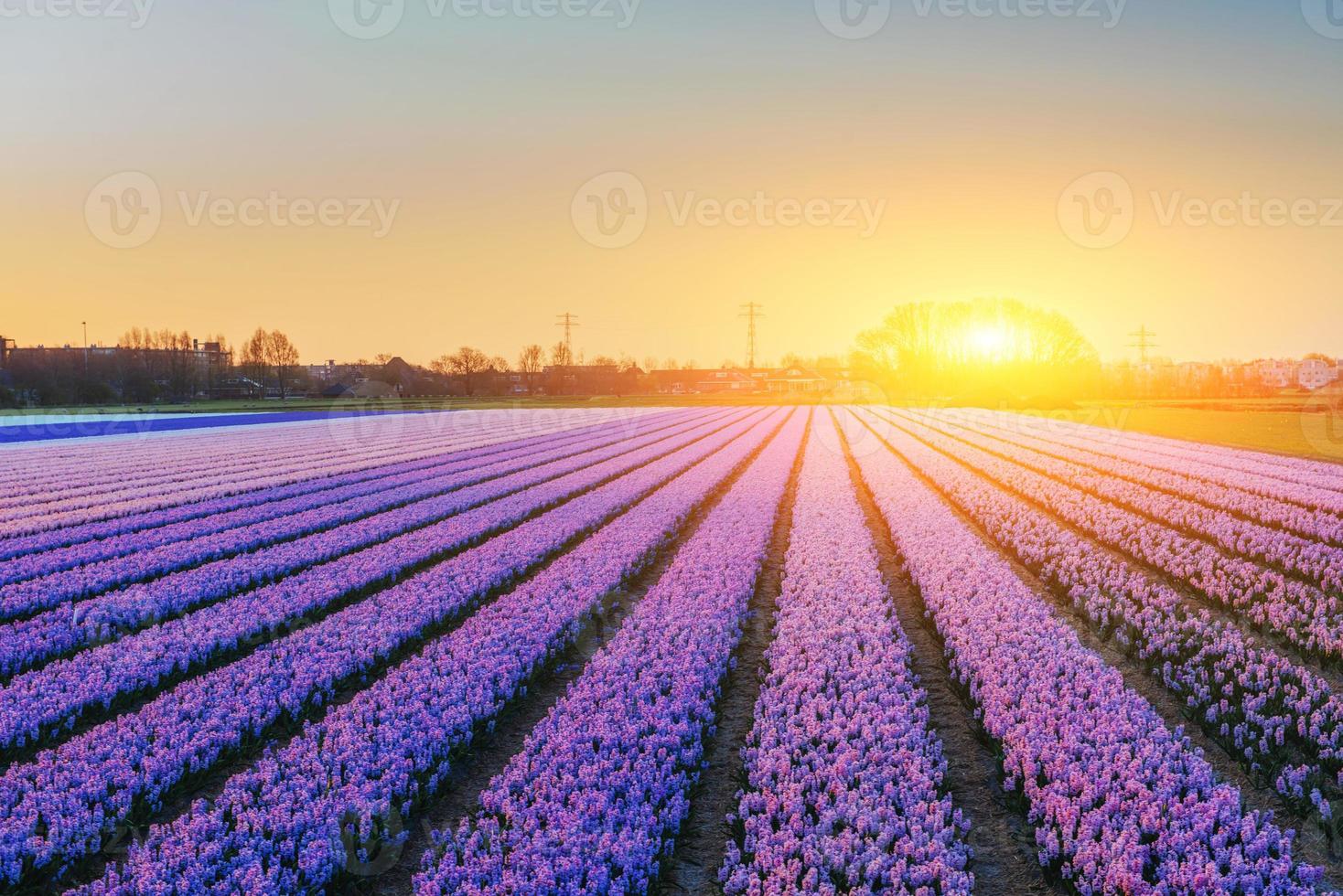 campos de jacintos que florecen flores en la fantástica puesta de sol. belleza foto