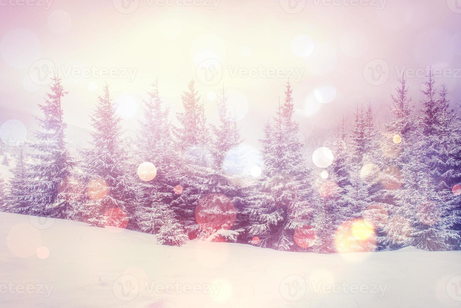 magical winter landscape, background with some soft highlights a photo