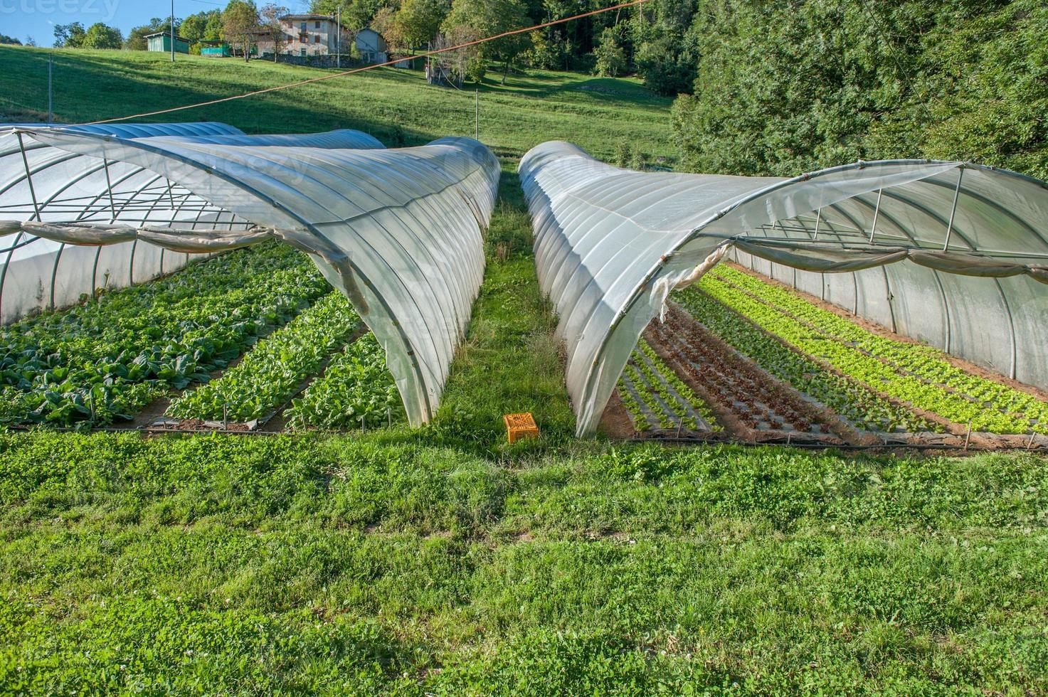 Organic cultivation of vegetables in greenhouses photo