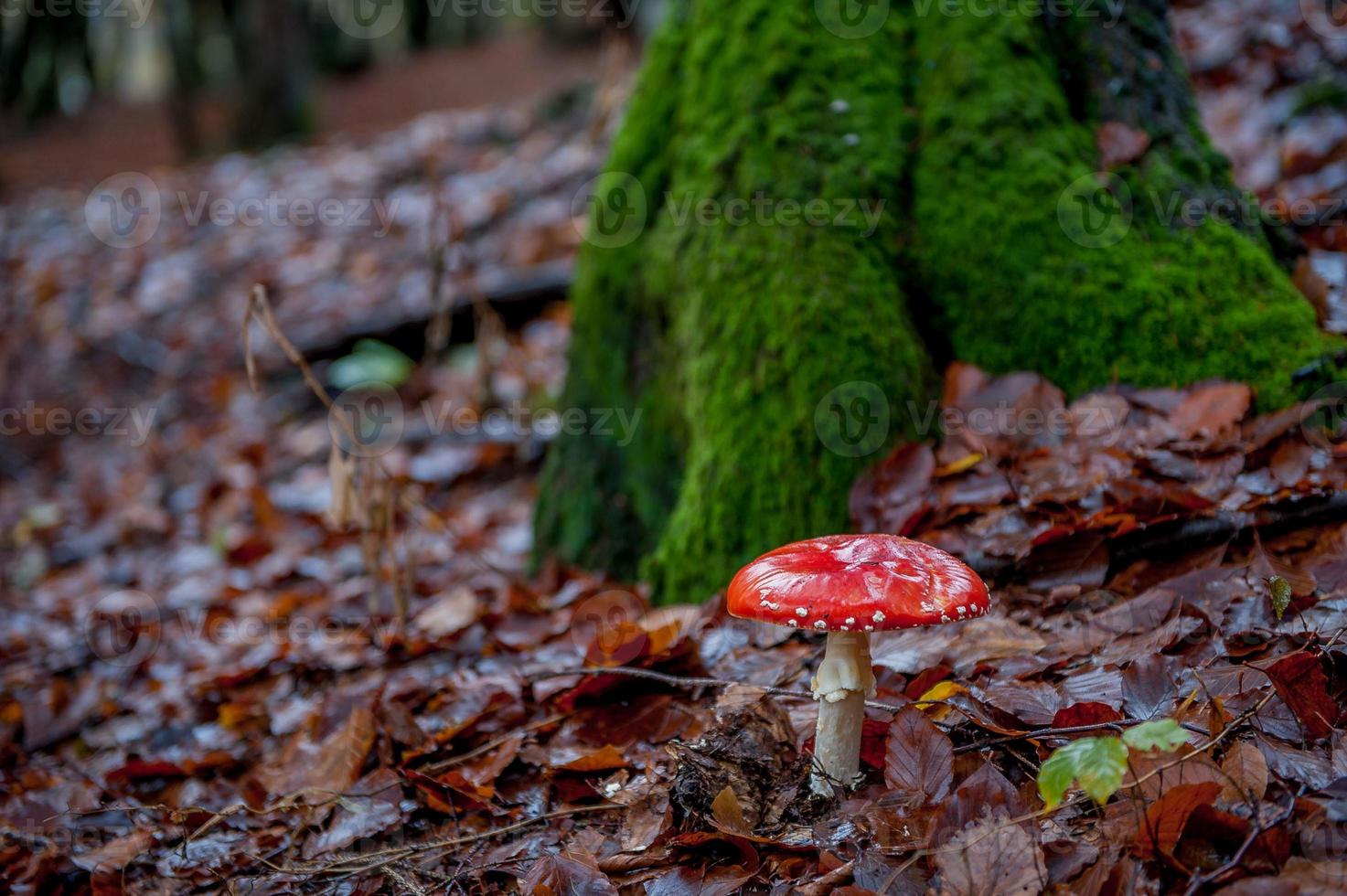 Poisonous mushroom in the autumn forest photo
