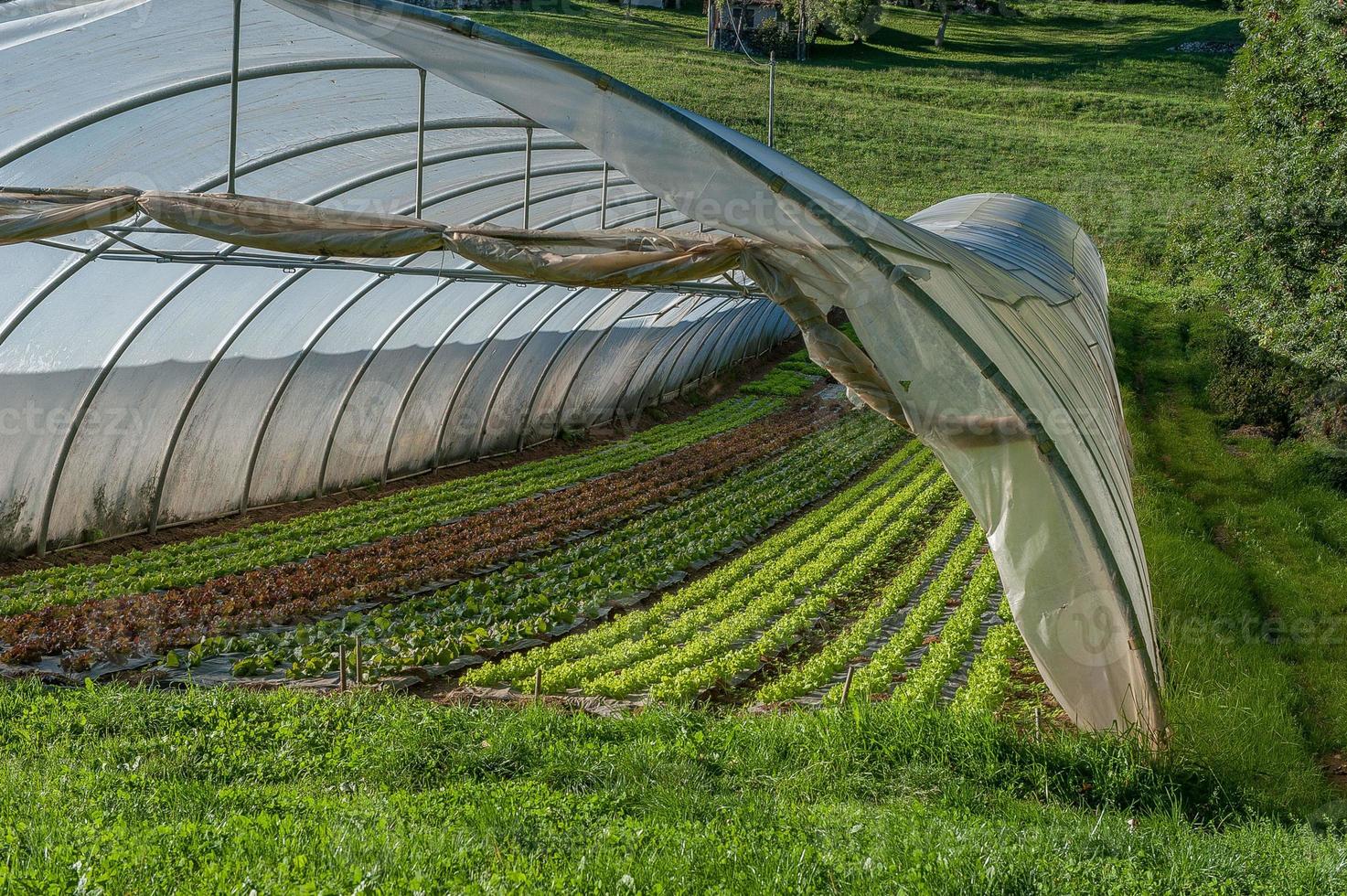 Organic cultivation of vegetables in greenhouses photo
