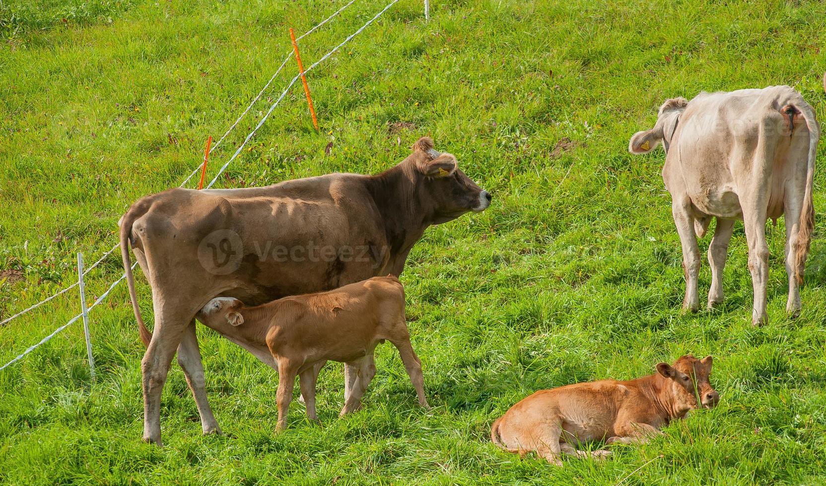 vacas con terneros pastando foto