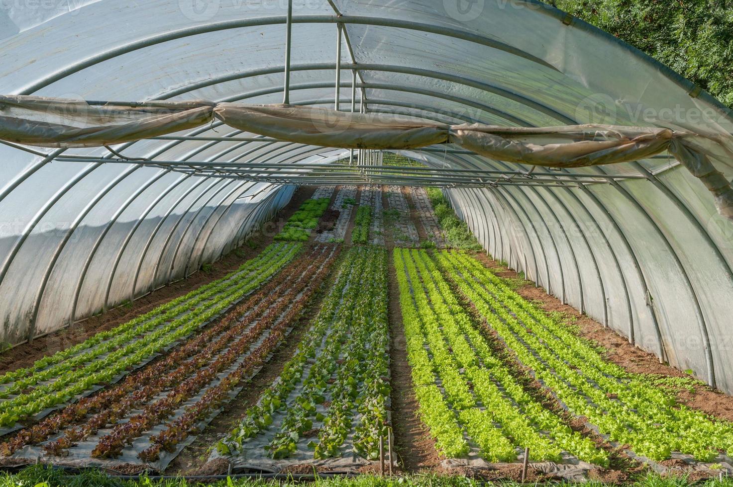 Organic cultivation of vegetables in greenhouses photo