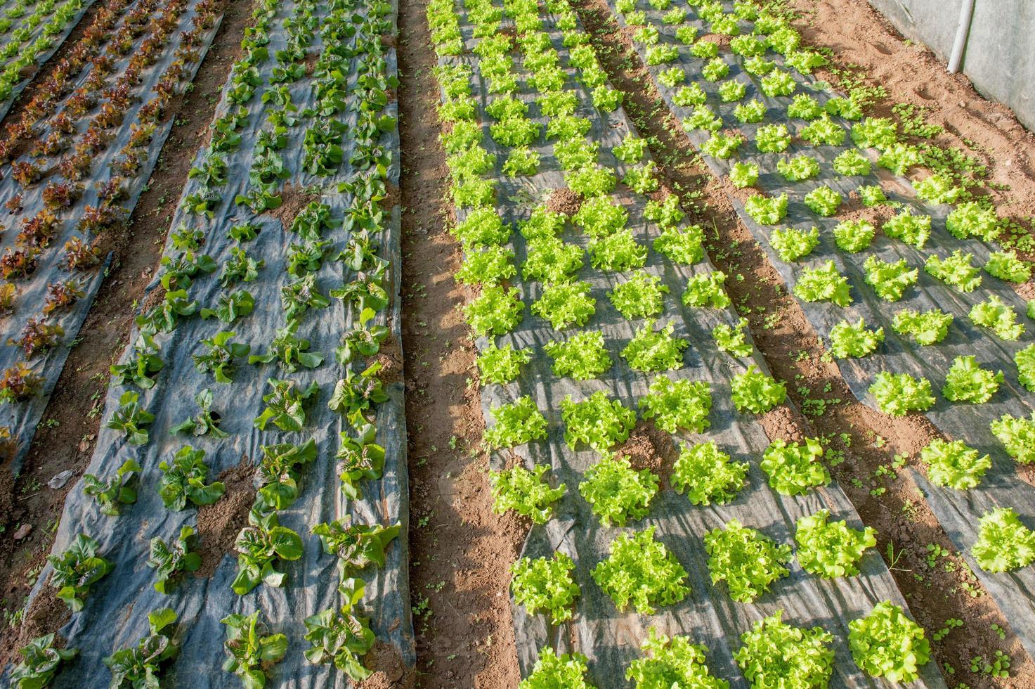 Organic cultivation of vegetables in greenhouses photo