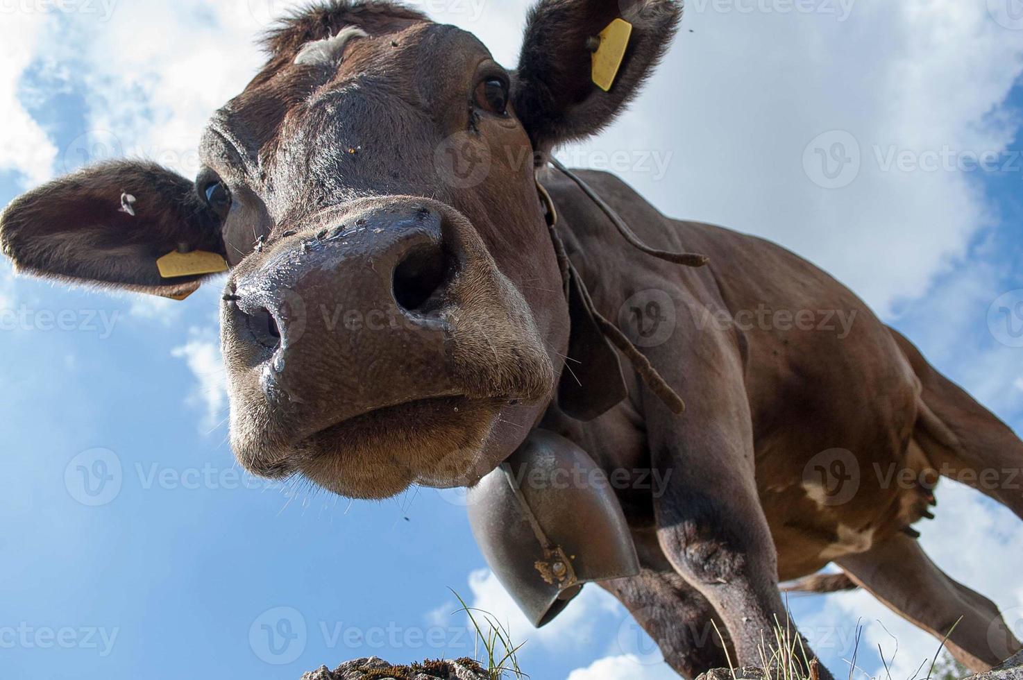 Animals in freedom, grazing photo