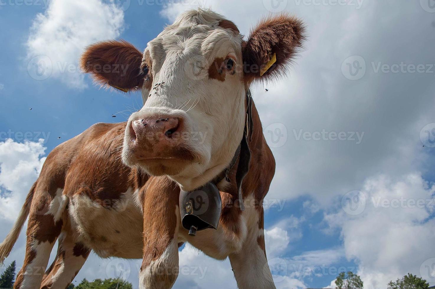 Animals in freedom, grazing photo